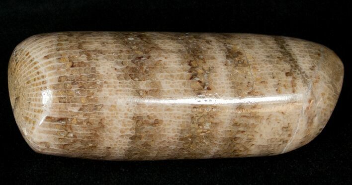 Polished Fossil Horn Coral - Morocco #18104